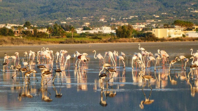 Flamingos am Salzwassersee