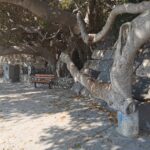 Insel Kos Reise Bild 101