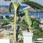 Insel Kos Reise Bild 115
