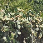 Insel Kos Reise Bild 196