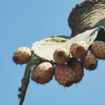 Insel Kos Reise Bild 197
