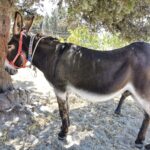 Insel Kos Reise Bild 326
